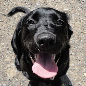 Meet your Posher, Mollie